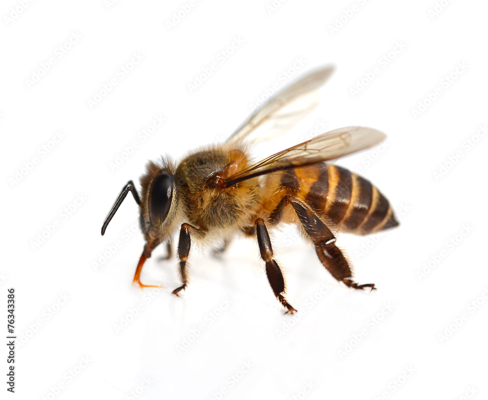 bee isolated on the white bee isolated on the white