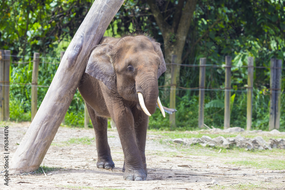 Indian Elephant child, Malaisia..