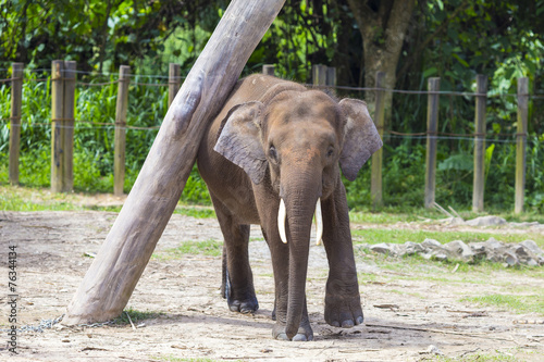 Indian Elephant child, Malaisia..