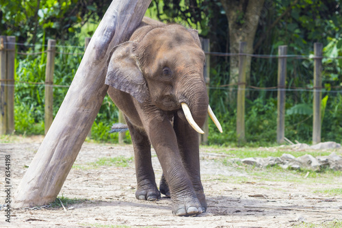 Indian Elephant child  Malaisia..