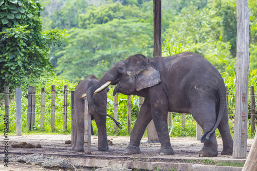 Indian Elephants  Malaisia..