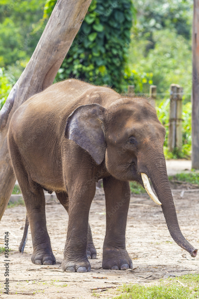 Fototapeta premium Indian Elephant child, Malaisia..