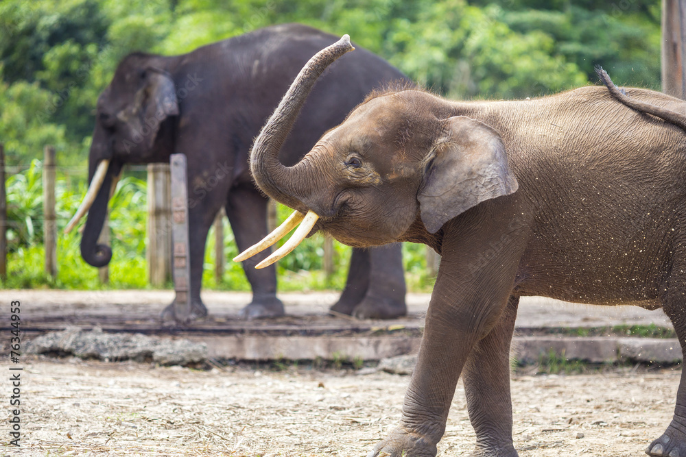 Fototapeta premium Indian Elephants, Malaisia..
