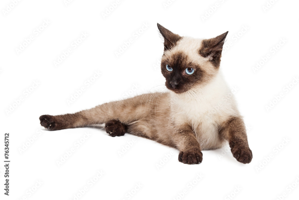 Siamese Kitten Laying Looking to Side