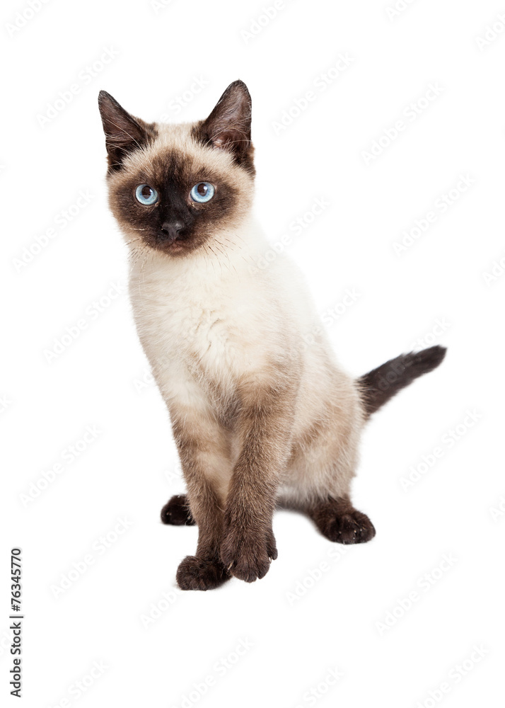 Siamese Kitten Lifting Paw Looking Forward