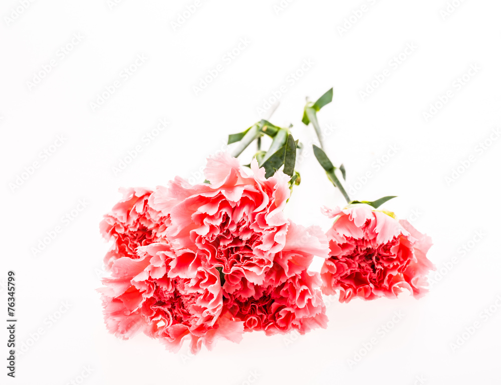 Fototapeta premium closeup carnation flower on white background