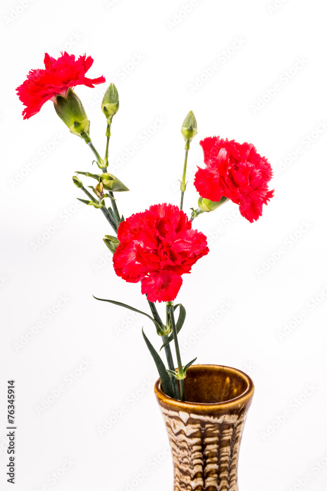 closeup carnation flower on white background