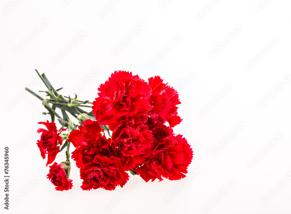 closeup carnation flower on white background closeup carnation flower on white background