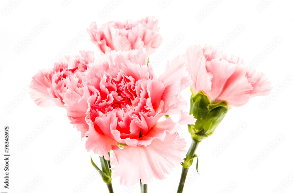 closeup carnation flower on white background closeup carnation flower on white background