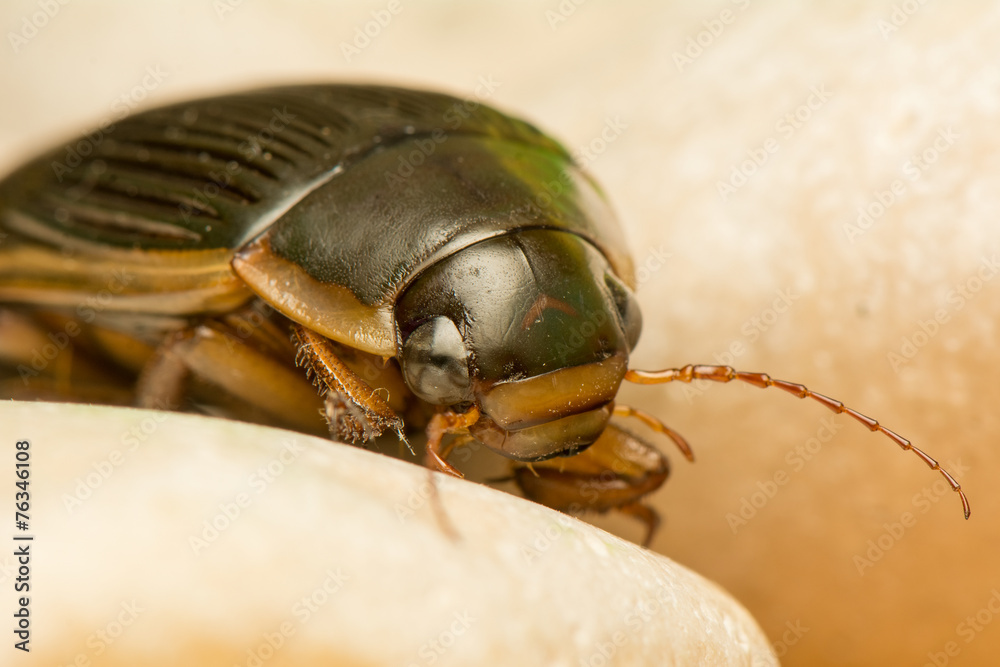 Dytiscus marginalis
