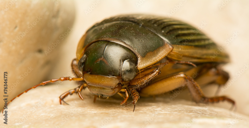 Dytiscus marginalis