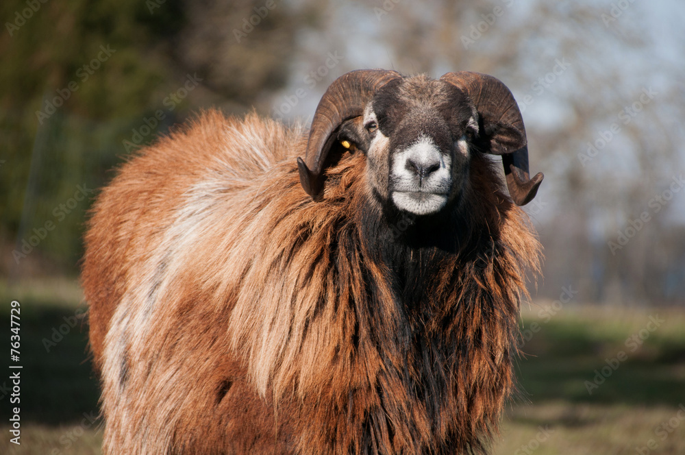 Obraz premium Sheep Ram