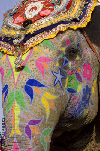 Colorful hand painted elephant   Holi festival   Jaipur  Rajasthan  India 