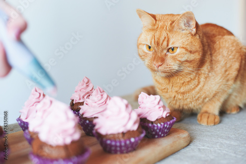 cat near cupcakes