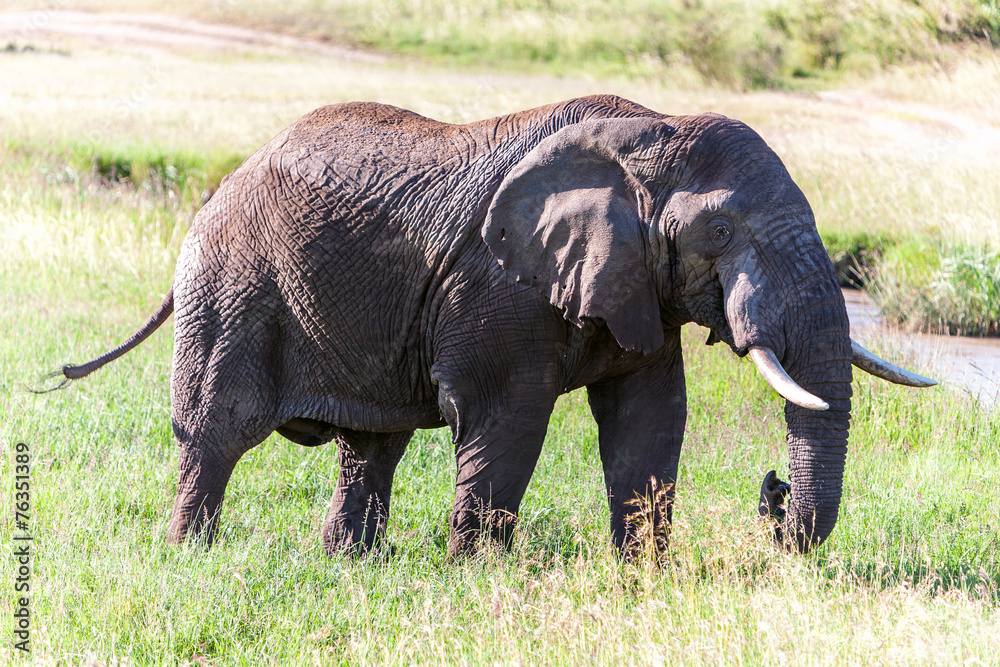 Fototapeta premium elephant walking in the savanna
