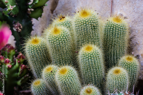all cactus