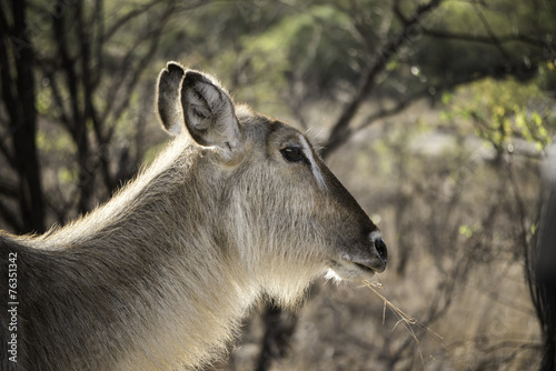waterbuck female chewing a straw