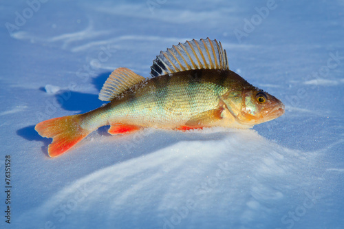 Fish perch on ice fihsing.