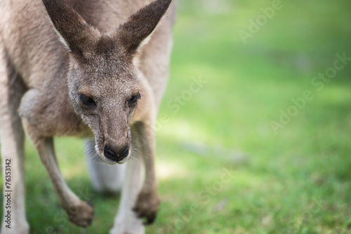 An Australian kangaroo outdoors on the grass.