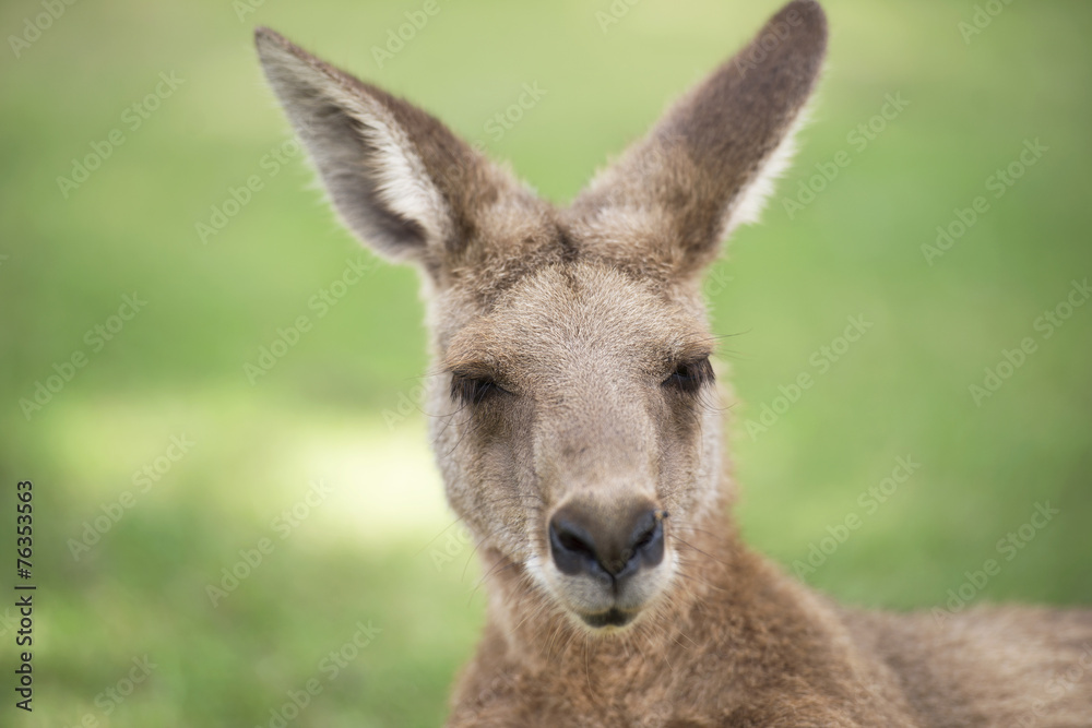 An Australian kangaroo outdoors on the grass.
