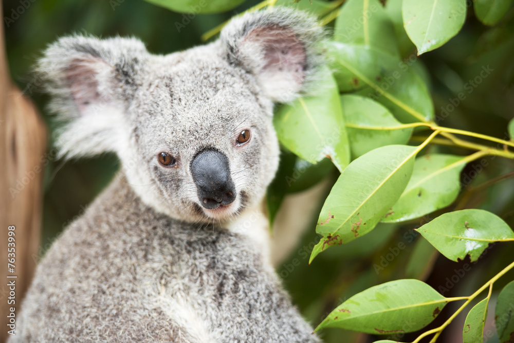 Obraz premium An Australian koala outdoors.