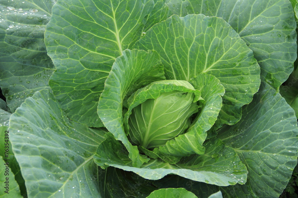 cabbage head cabbage head