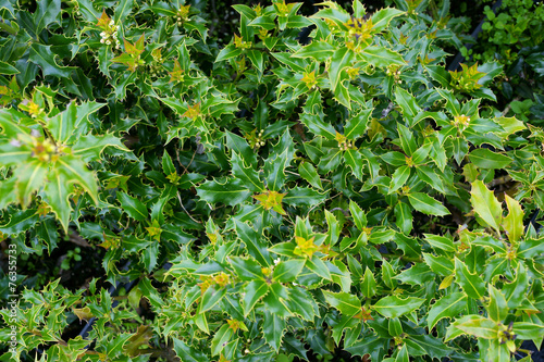 Ilex aquifolium Alaska