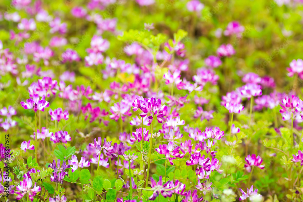Field of chinese milk vetch, Astragalus sinicus Field of chinese milk vetch, Astragalus sinicus