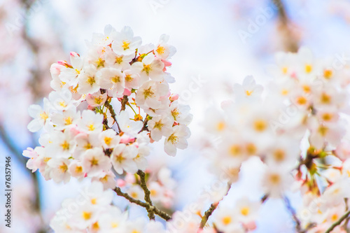 Yoshino cherry blossom in full bloom