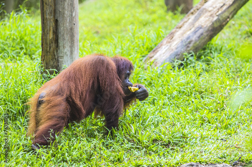 Orangutan in Sumatra  Indonesia