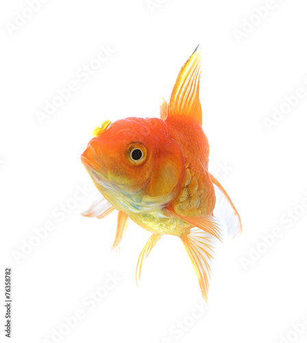 Golden fish isolate on white