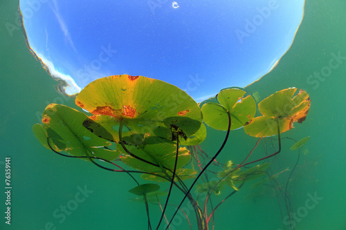 Seerosen mit Wasseroberfläche photo