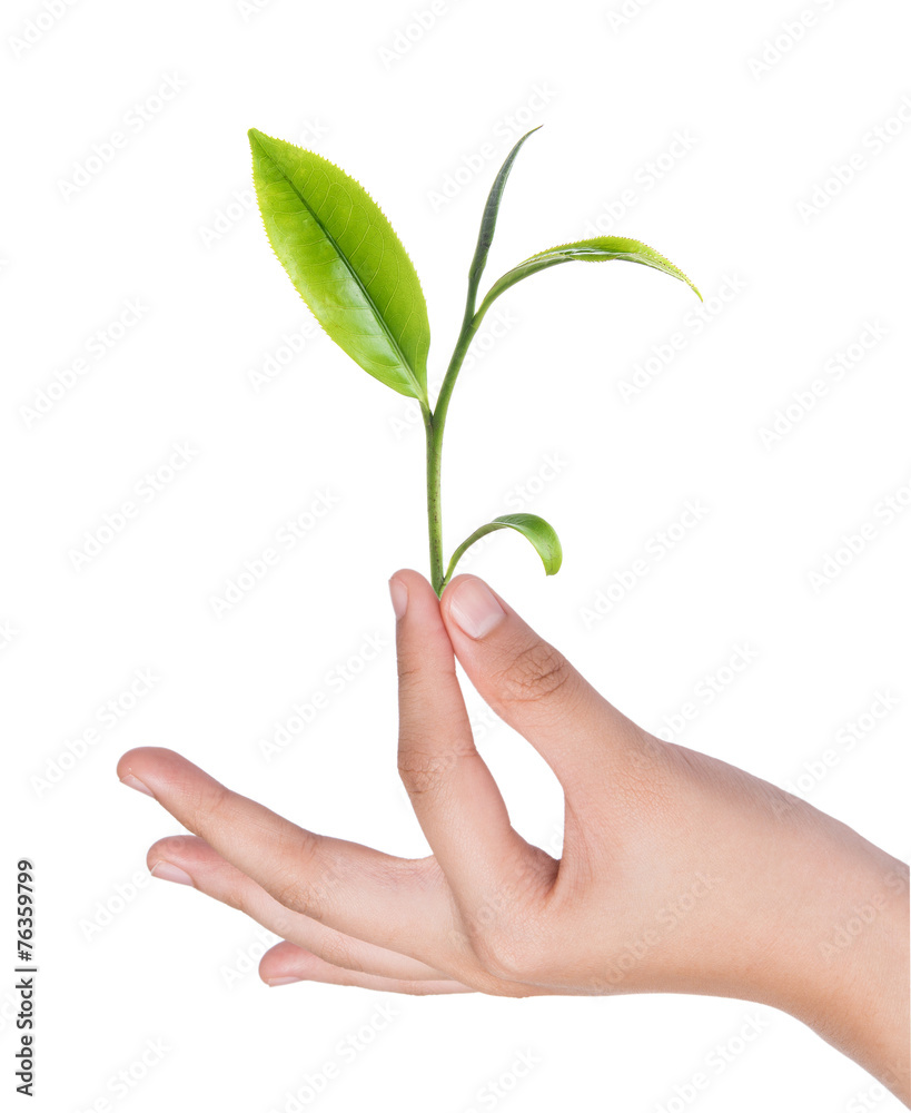 Female hand holding green tea leaves isolated on white Female hand holding green tea leaves isolated on white