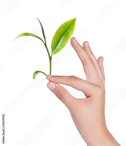 Female hand holding green tea leaves isolated on white