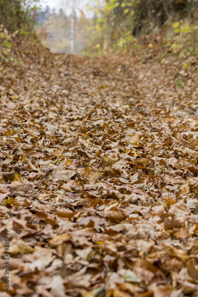 forest path in autumn forest path in autumn