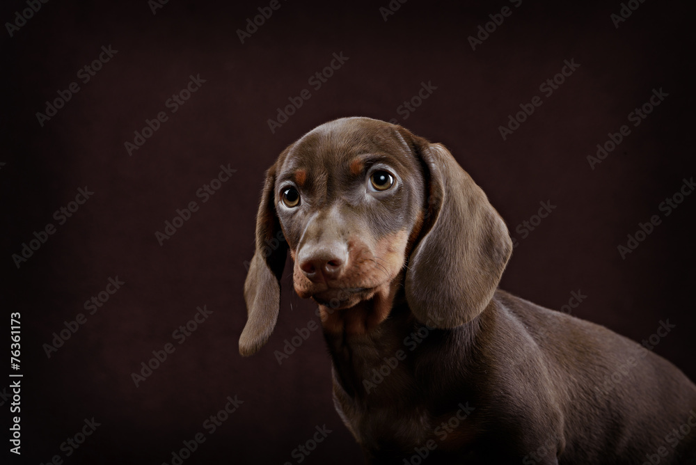 Dachshund puppy brown background