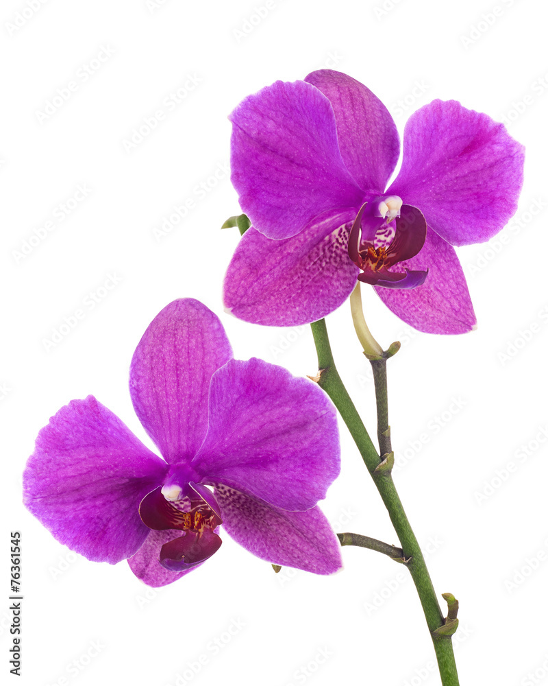 Obraz premium Blooming twig of lilac orchid isolated on white background.