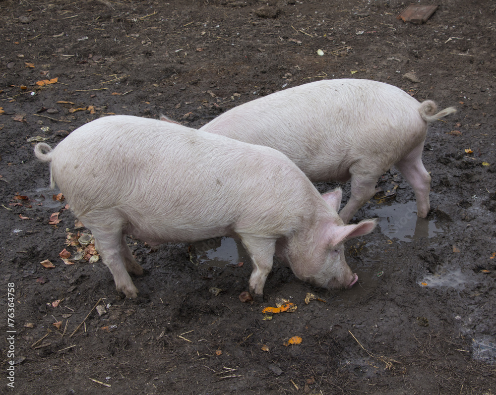 Fototapeta premium Two pigs in mud