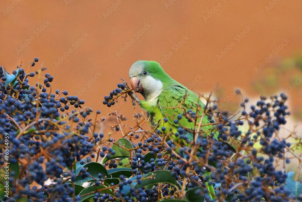 exotic parrot eating fruit on the tree Stock Photo Adobe Stock