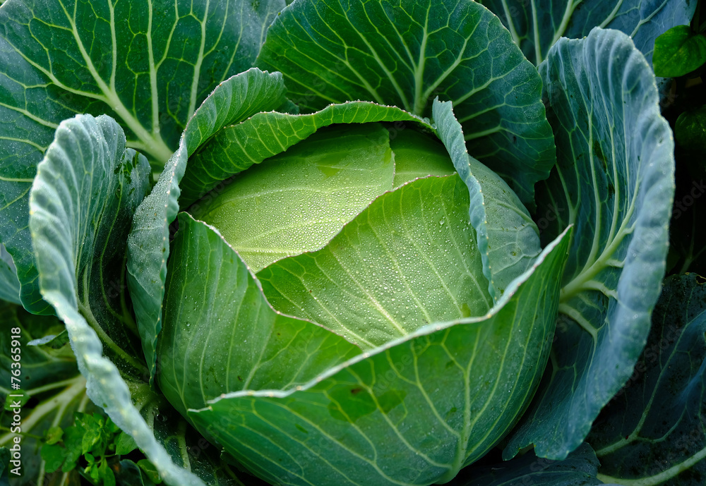 Fototapeta premium garden cabbage with water drops