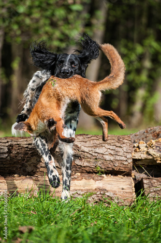 Jagdhund mit Fuchs