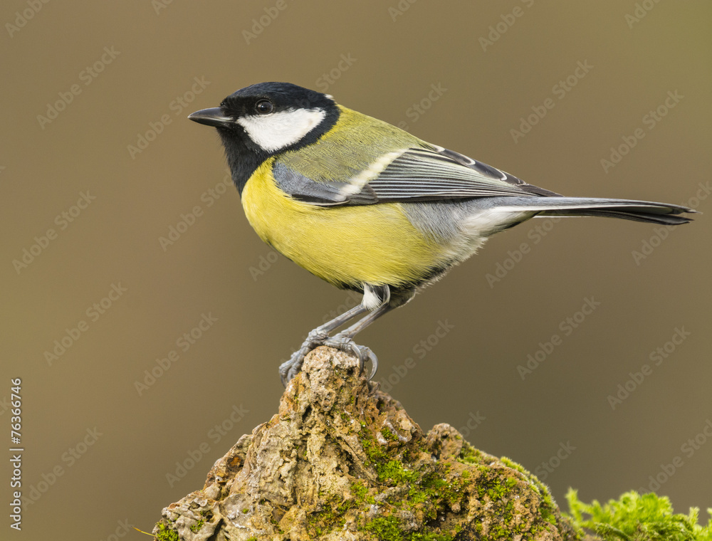 Fototapeta premium Agarrado a una piedra