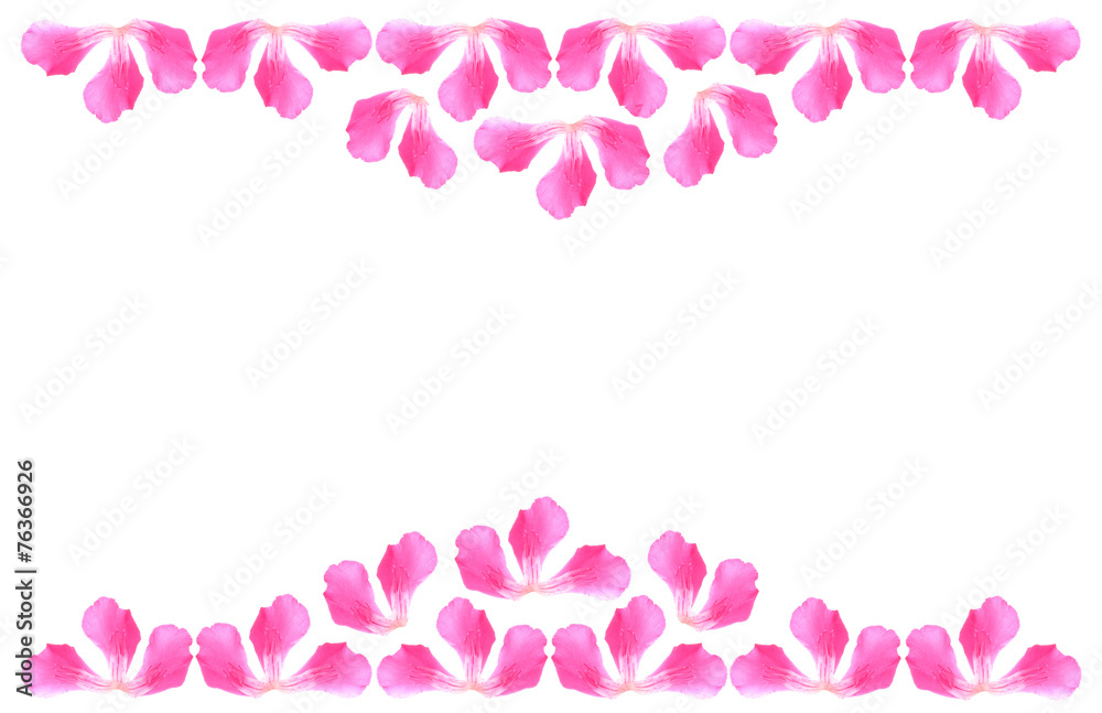 floral background of pink flowers