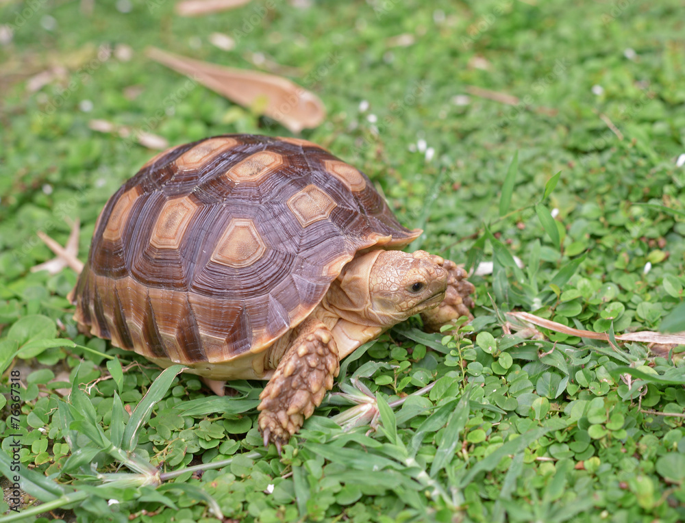 african spurred turtle on green garden african spurred turtle on green garden