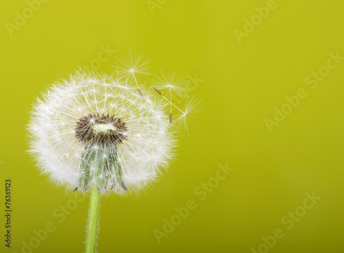 Spring dandelion