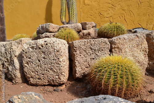 cactus in the garden