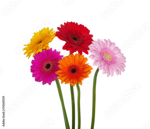 gerbera daisies