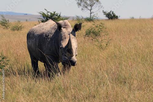 Rhino  rhinoceros   Kruger national Park