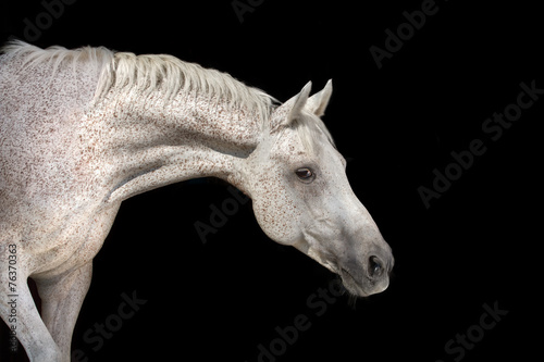 White horse on black © callipso88