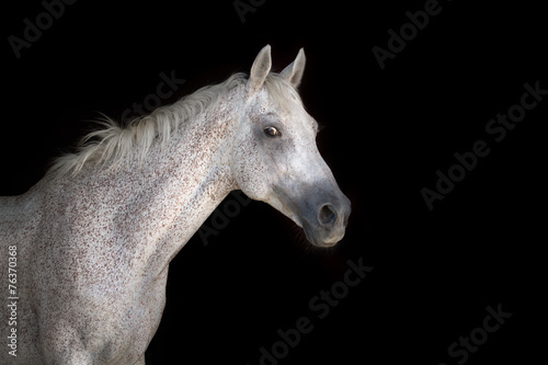 Grey horse portrait on the black background